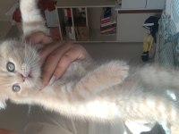 3 erkek british shorthair yavru