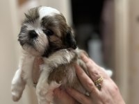 Shih-Tzu ev yavrular