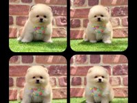 2.5 aylık Pomeranian Boo ayı surat