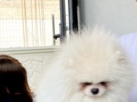 Ayıcık teddy pomeranian boo