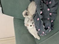 Blue point insan canlısı bebek scottish fold