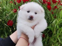 Kar beyaz pomeranian yavrular