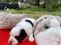 MORKİE MORKİ KÖPEĞİMİZ