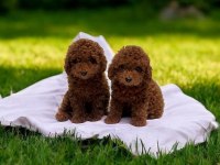 Toy Poodle Ev Ortamında Büyüyen Yavrumuz
