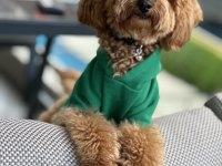 Orjinal ırk toy poodle dişi aranıyor izmirde