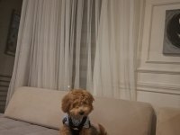 POODLE KÖPEĞİMİZ TARÇINA YUVA ARIYORUZ