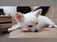 Mini boy şivava köpekler