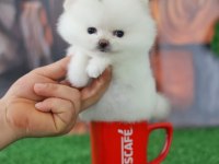 Orjinal Pomeranian boo yavrular
