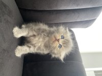 Scottish fold longhair