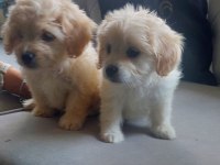 sevimli maltipoo patiler