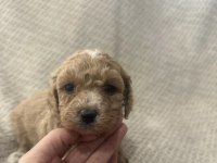 MALTİPOO YAVRULAR