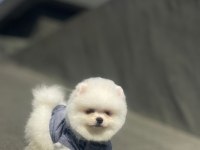 Gülen surat Pomerian booo bebekler 