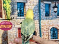 CENNET PAPAĞANI YAVRU (ÜST MUTASYON)