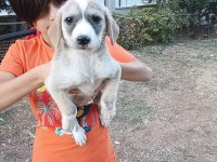 Kırma terrier anneden 5 tatlış yavru