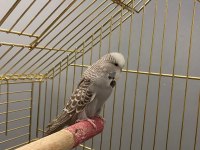 SHOW JUMBO MUHABBET KUŞU