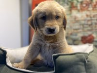 Golden retriever erkek yavrumuz @petclubadanaa
