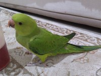 Pakistan papağanı 5 aylık