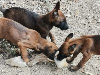 Belçika malinois köpekler