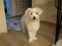 Şilamıza yeni yuva arıyoruz maltese terrier