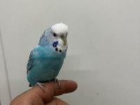 KONUŞAN DİŞİ MUHABBET KUŞU