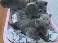 Benim british shorthair güzelliklerim