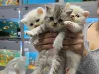 British shorthair erkek ve dişiler