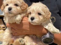 Dünya Tatlısı Maltipoo Yavruları