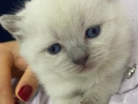 Çakır gözlü kar beyazı renk scottish fold