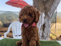 Aşılı Poodle Köpeğimiz