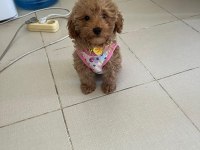 4 Aylık Dişi Toy Poodle Yavru