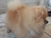 Orjinal yurt dışı karneli pomeranian erkek