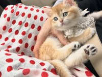 San kan Golden british shorthair Şecereli yavrular