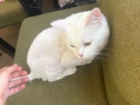 YURTDIŞINA ÇIKACAĞIMIZ İÇİN KEDİMİZİ SAHİPLENDİRECEĞİZ