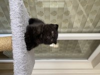 2 aylık kömür scottish fold oğluşum
