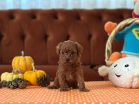 Tuvalet eğitimli yavru kore toy poodle