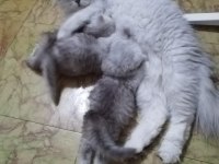 Chinchilla dişi bebekler