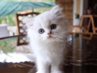 Muhteşem British Shorthair Mavi Göz Golden Point