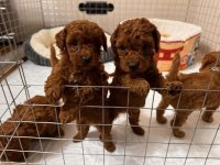 Kg Garantili Toy Poodle Bebeklerim