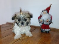 Shih-Tzu minik köpekler