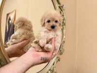TATLI MINIK KÖPEKLER