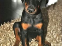HER RENK HER ESTETİK TÜRÜ MEVCUT IRK GARANTİ DOBERMAN