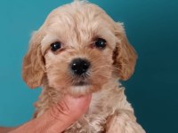 Dişi ve erkek maltipoo köpekler