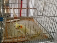 Lutino kırmızı göz sultan papağanı