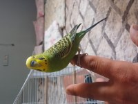 Konuşan muhabbet kusu