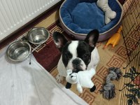 SIFIR MASRAFLA SAHİP OL FRENCH BULLDOG