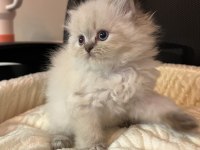 Safkan British Longhair Yavrular