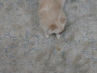 Dişi Pomeranian