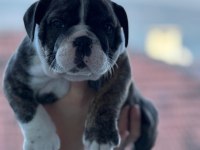 A kalite ingiliz bulldog bebek