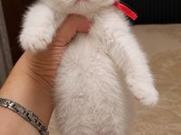 SCOTTISH FOLD AYI SURAT YAVRULARIM 