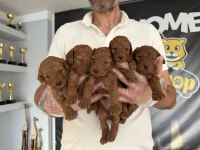 RENK RENK ORJİNAL TOY POODLE YAVRULARIMIZ GÜNCEL ANKARA